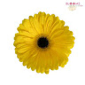 Meet your Posher, Sunshine